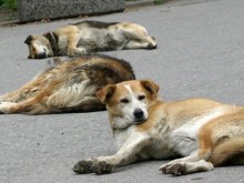 Симитли си иска кучетата "туристи" от Благоевград