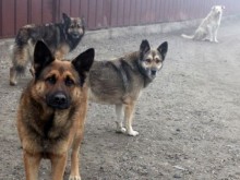Нова серия отровени безстопанствени кучета в Благоевград