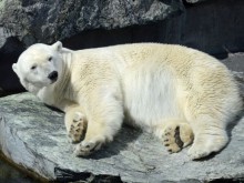 Зимни гуми, вдъхновени от лапите на полярната мечка, осигуряват по-добро сцепление