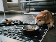 Колко пъти на ден трябва да храним кучето ни със сухи храни за кучета?