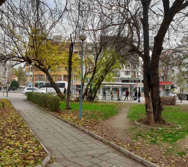 Премахват опасни дървета в "Северен"