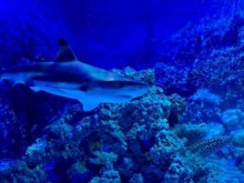 Природонаучният музей в Пловдив открива "морски свят" за децата