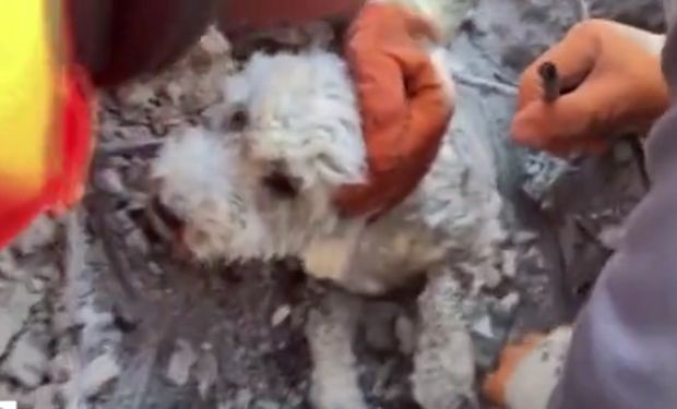 Спасители извадиха куче заклещено под разрушена след земетресенията сграда в турския град