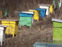 Пчелар: Все повече медът се ползва само като лекарство  