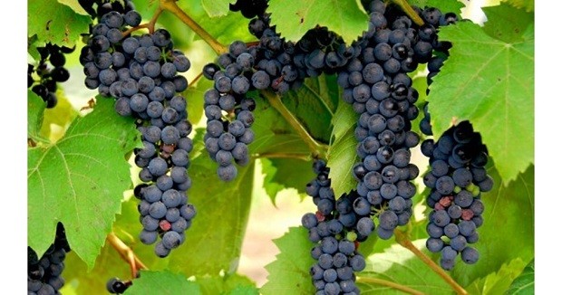 Михаил Марковски: Хората в област Добрич харесват повече ароматни сортове грозде