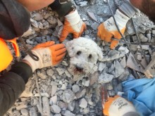 Пет денонощия под развалините – спасители извадиха живо малко кученце