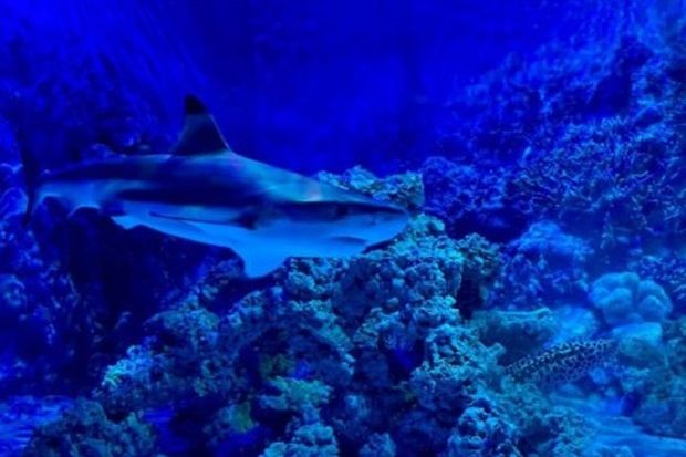 Природонаучният музей в Пловдив раздава зъби на акули