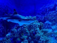 Природонаучният музей в Пловдив раздава зъби на акули