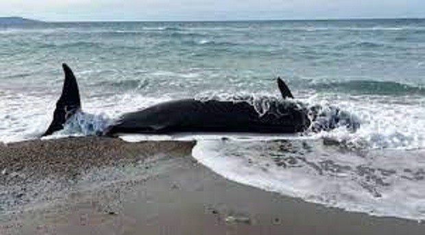 Морето изхвърли мъртви китове – причината земетресението ли е?