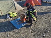 Кучето Килиан, помогнало на пловдивските спасители да извадят живи хора от развалините в Турция