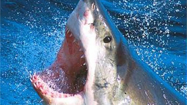 Разкрити са горещите точки за нападение от акули в света
