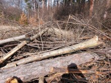 СРП започва проверка във връзка със сеч на дървета в Борисовата градина
