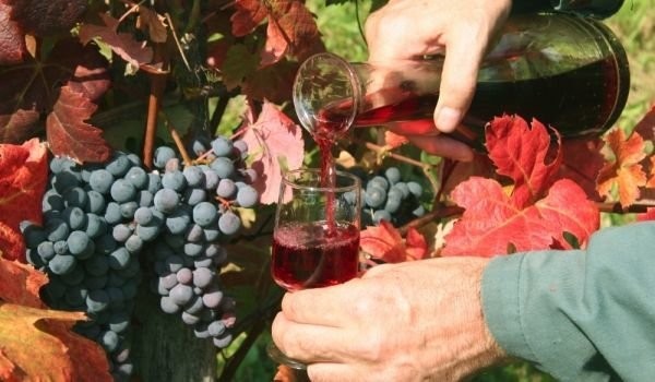 Нещата в българското лозарство и винарство през последните години търпят драматичен