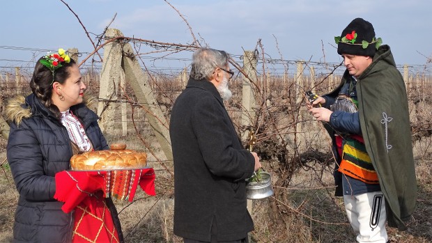 И в Лясковец зарязаха лозите за Зарезан