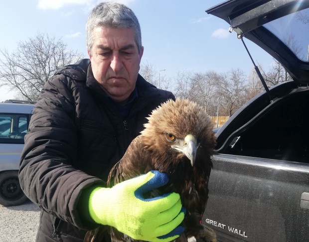 Спасиха изключително рядка птица на пътя Пловдив - Смолян