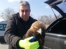 Спасиха изключително рядка птица на пътя Пловдив - Смолян