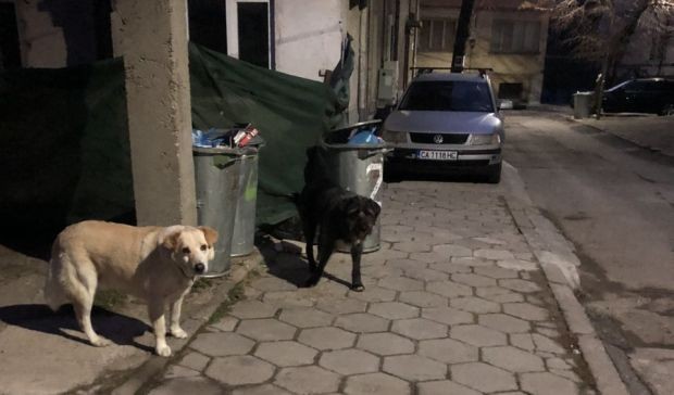 Нова "порция" отрова за бездомните кучета в Благоевград