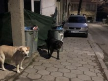 Нова "порция" отрова за бездомните кучета в Благоевград