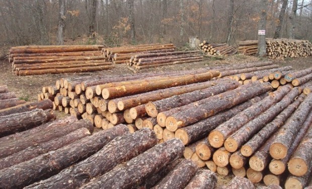 Голяма част от дървопреработващите предприятия в страната са спрели работа или са