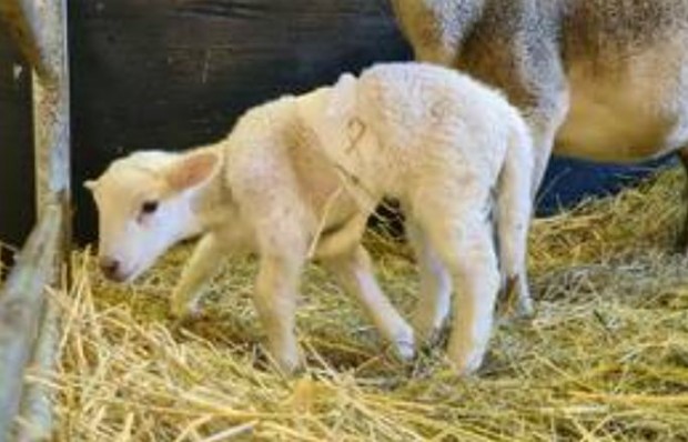 Агне с шест крака се роди във ферма в германската
