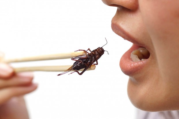 Храненето с насекоми може да доведе до кръстосани алергични реакции