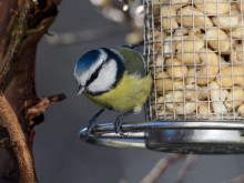 Покачването на температурите оживи птиците в Градския парк на Добрич