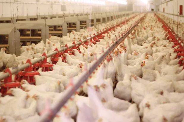 Световният пазар на пилета се оценява на над 350 млрд