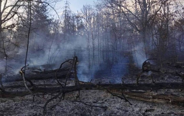 Пожар унищожи 30 декара млада борова гора в Пловдивско