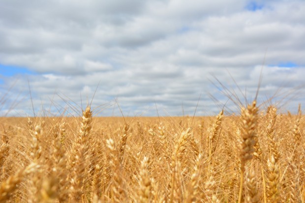 Зърнопроизводителите у нас искат защита от държавата заради интензивния внос на зърно от Украйна