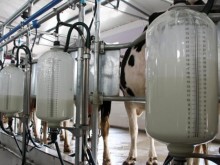 Млекопроизводител: Шоковото разминаване между изкупните цени и тези в магазините са сериозните такси