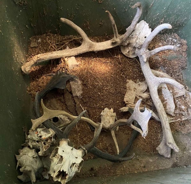 Горски иззеха 50 ловни трофея от бракониери в село край Приморско