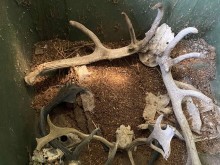 Горски иззеха 50 ловни трофея от бракониери в село край Приморско