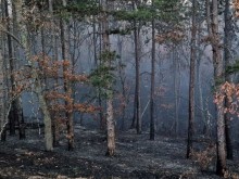 Огромни са щетите след вчерашния пожар в Пловдивско