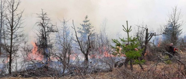 15 дка иглолистна гора са унищожени при пожар край Неделино