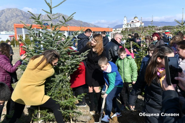 Ученици и учители от 11-то училище в Сливен посадиха 11 11-годишни елхи