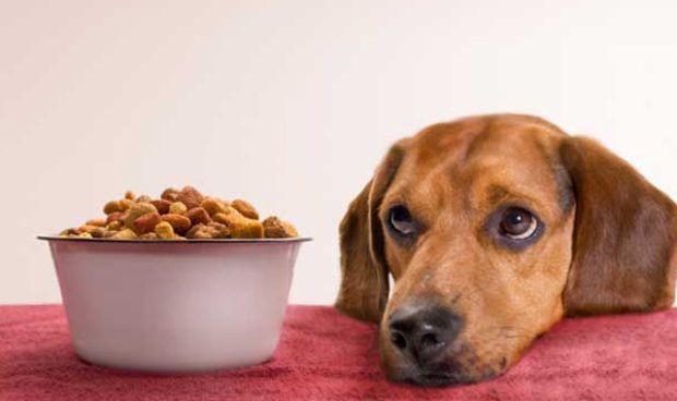 3,6 кг метамфетамин в кучешка храна задържаха митнически служители на