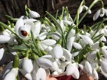 Пролетта превръща горичките около добруджанското село Дончево в цветно вълшебство