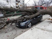 Дърво премаза спрял автомобил в Харманли