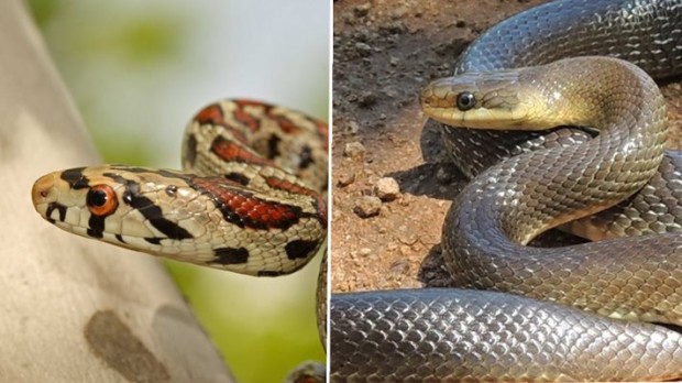 В България се срещат 17 вида змии от 6 семейства което