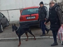 Агресивен доберман напада домашни любимци във Варна