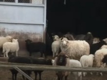 Животновъди настояват незабавно да започне приемът за украинските помощи