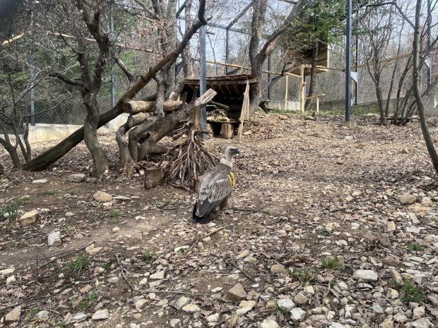 Двойка белоглави лешояди са най-новите обитатели на Зоопарка в Стара Загора