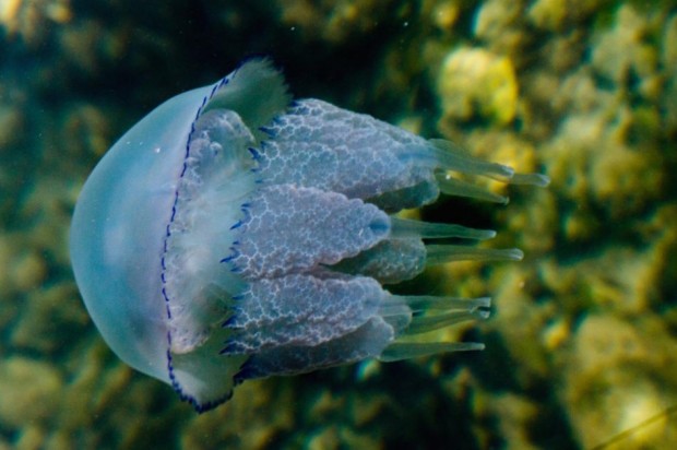 Гигантски медузи фантоми дълбоководни същества които приличат на НЛО тип