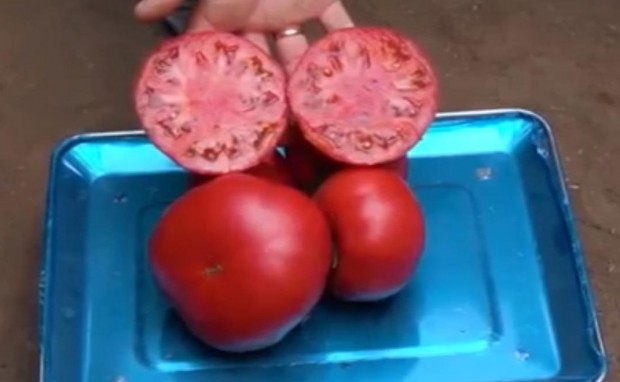 Климатичните изменения убиват българския розов домат Една от основните причини