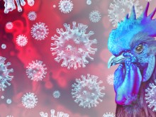 Епидемиолог: Птичият грип е с много по-голяма смъртност при хората от COVID-19