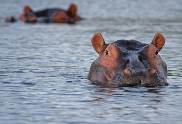 Колумбия предлага да изпрати над 70 хипопотама в Мексико и