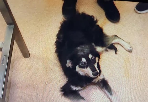 Спасиха сляпо куче изхвърлено в гората край Батак Кучето Хриси