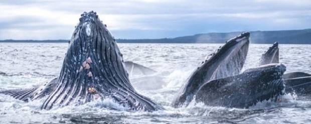 В старонорвежките епоси се споменава огромно морско чудовище, което поглъща