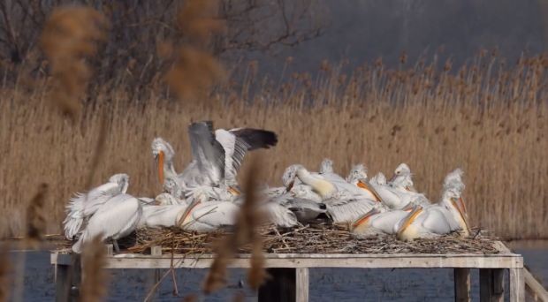 Рекорд на гнездящите къдроглави пеликани в защитена местност