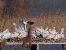 Рекорд на гнездящите къдроглави пеликани в защитена местност